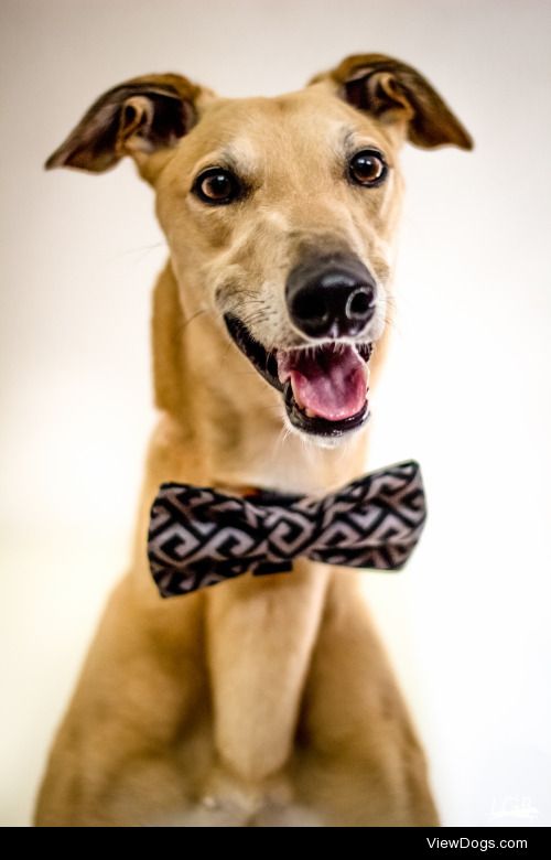 lokithegreyhound:

Such a gentleman !