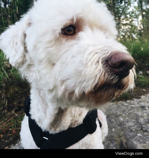 Gizmo, my 5 year old Lagotto Romagnolo, looking suspicious on a…