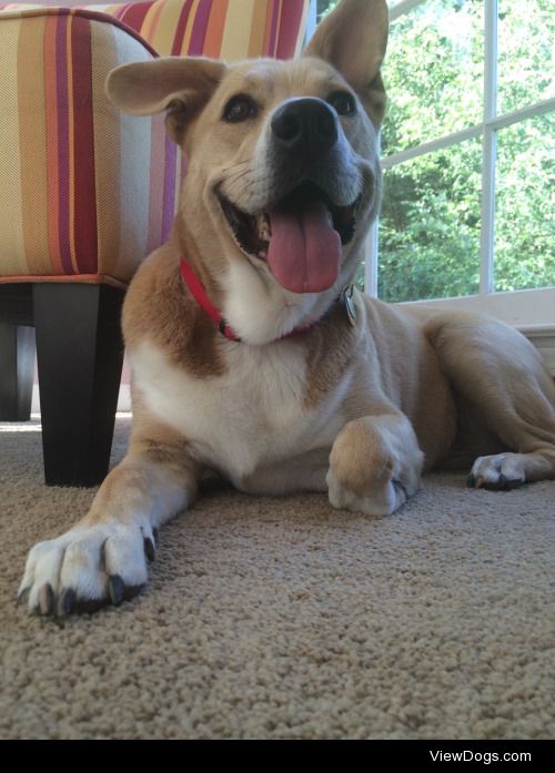 penny’s a three year old pup with some weird ears