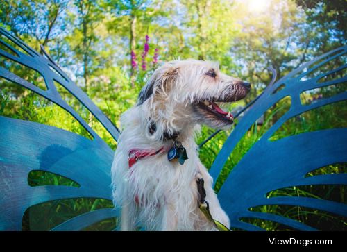 Fred, the handsome terrier mix who can be found over at…