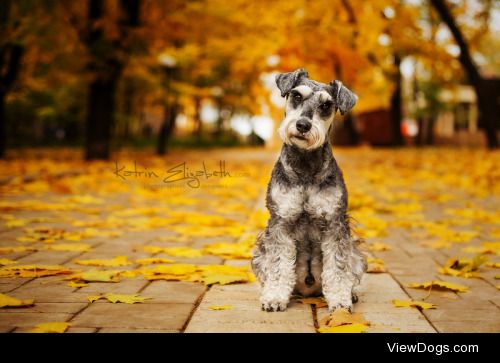 Autumn sketches with Zwergschnauzer (miniature schnauzer)!…