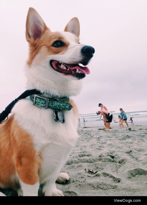 This is Mochi, my corgi pup and my best friend. She’s one…