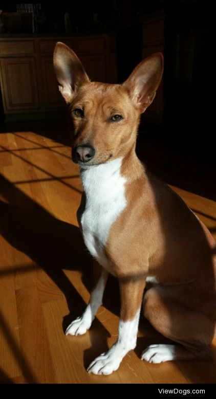 twobarklessdogs:

Kaeda loves to sunbathe! For handsomedogs…