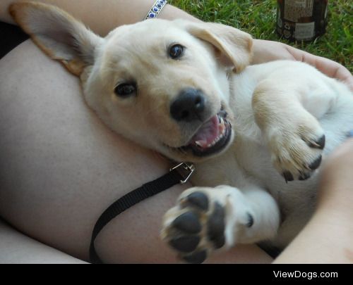 Dora, a 9-week-old golden lab