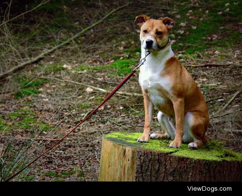 Chilli sitting on a stump. 