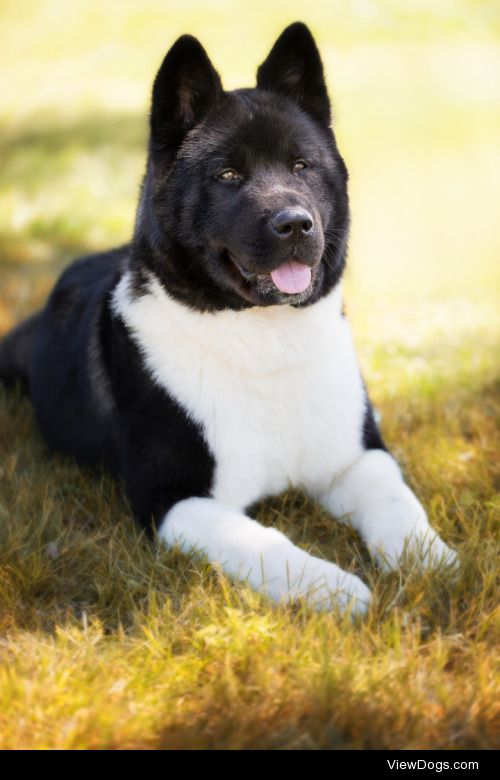 American Akita | Alessandro Manco