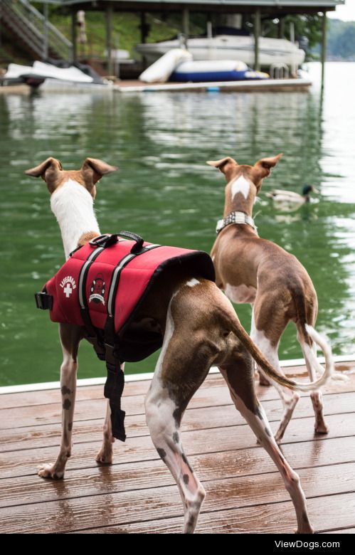 impish-iggies:

Dante and Piper trying to decide if they should…