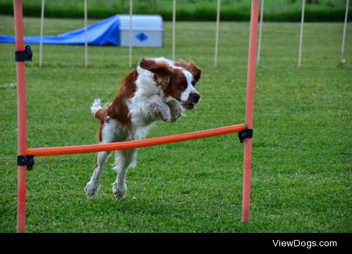 My incredible Welsh Springer Spaniel, Asta!