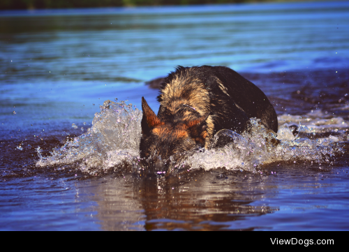 sablecoat:

Quick edits from a cool dip in our lake: thirsty…