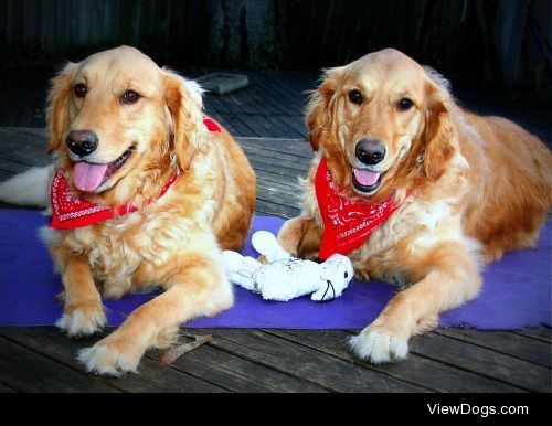 Chloe and Kaiah at 2 years #golden retriever