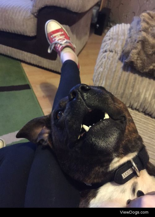 So this is Milo the Staffordshire bull terrier, he’s 2 years old…