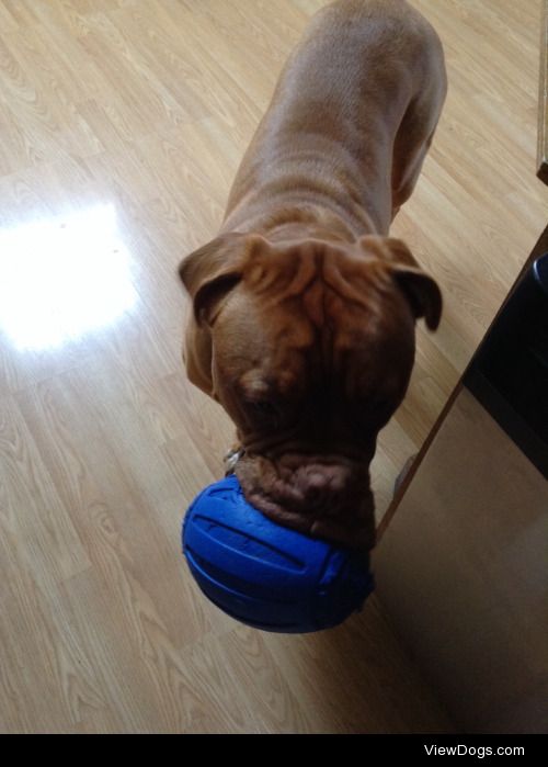 Dozer loves his balls!