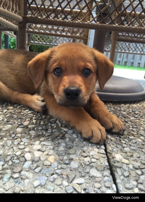 Lucy, 8 week-old Rottweiler Mix