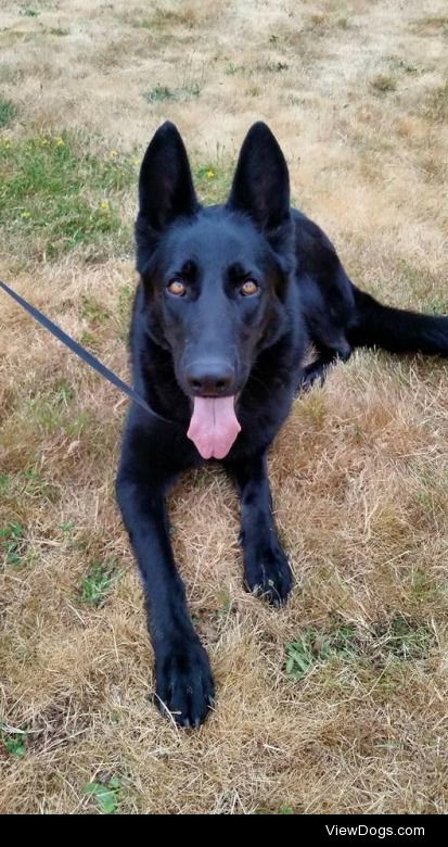 Jem – Black BeautyDog • German Shepherd Dog • Adult • Female •…