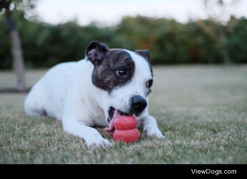 Our little Janet with her half-chewed Kong