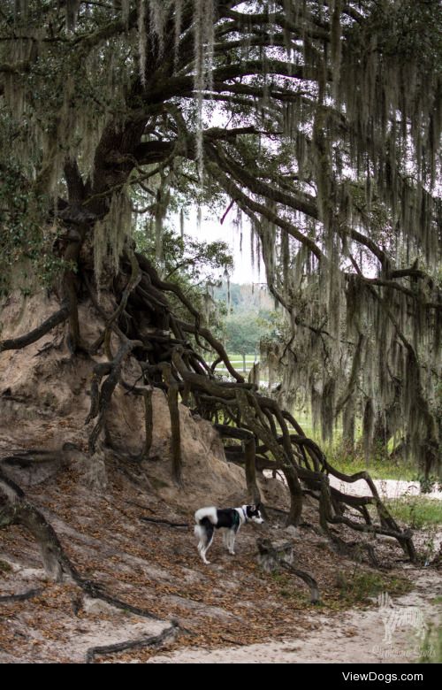 huskyhuddle:

Balto and I at Edward Medard Park in Plant City,…