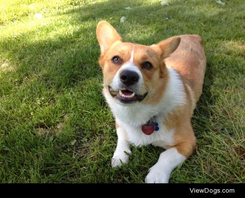 My sweet corgi boy, Wheatley