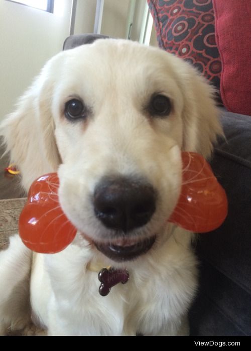 4 month old golden retriever puppy Daisy with her bone for Fun…