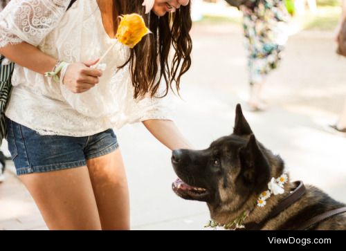 Sozin the Akita at the Whole Earth Festival in Davis, CA :)