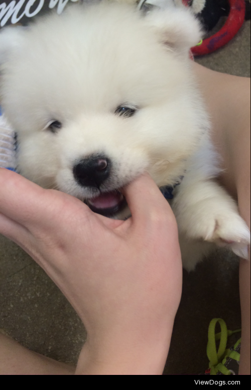 Soon to be mine, Gatsby the samoyed pup! So excited to bring him…