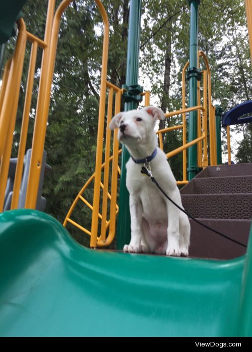 Charly the rescue pup on her first walk