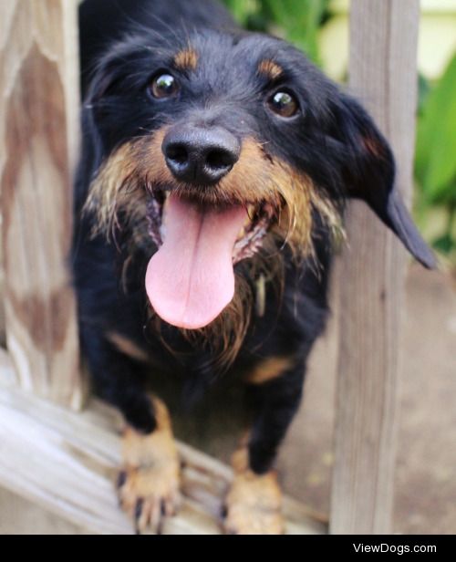 Meet Max, he is a 4 year old dachshund mix. He is my first ever…