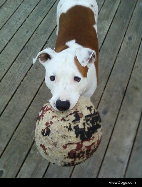 Daisy loves old basketballs 