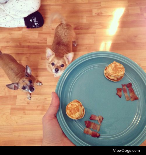 A chihuahua-sized pancake breaky for my beebs Sindie and Tila