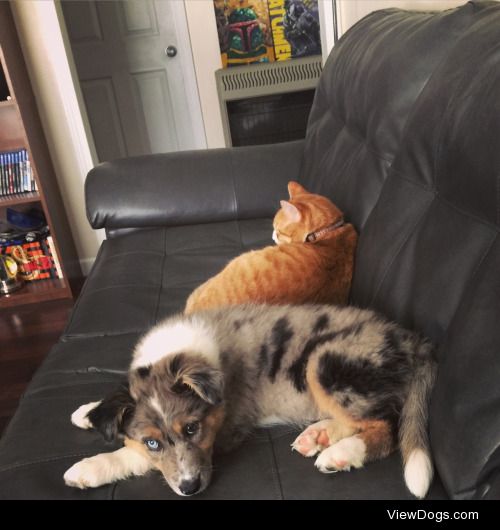 River (an Australian/German Shepard mix) and her brother, Opie.