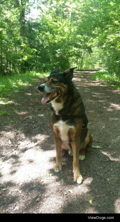 “Walkies Wednesday” with Max, my wonderful German…