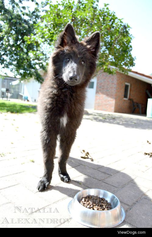 workingdogblr:

Day Two of handsomedogs‘ photo…