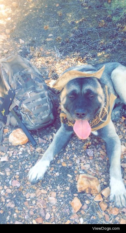 Apollo my hiking buddy