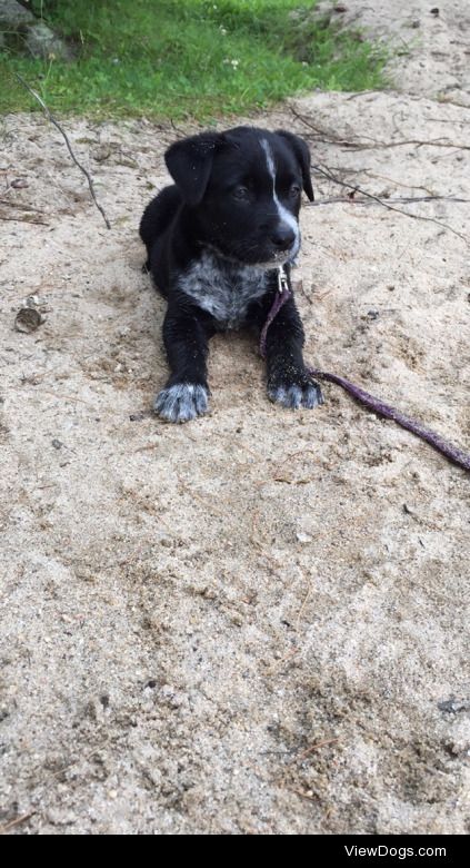 This is Ella, a 8 week old Lab/heeler mix.