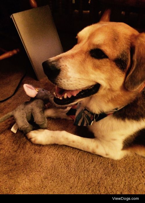 Wrigley and his brand new elephant toy.