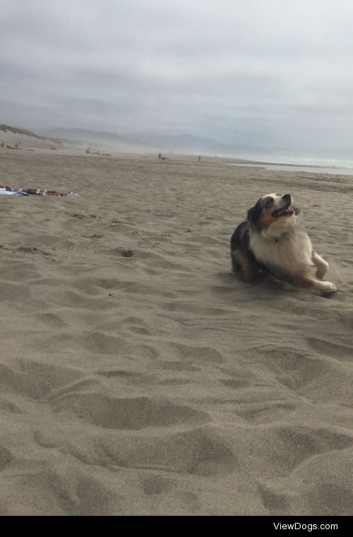 tailchasers:

Playing on the beach for handsomedogs Fun Fun…