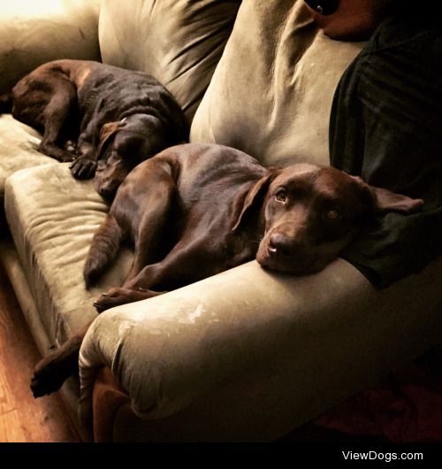 River and Charlie snoozing on their couch.