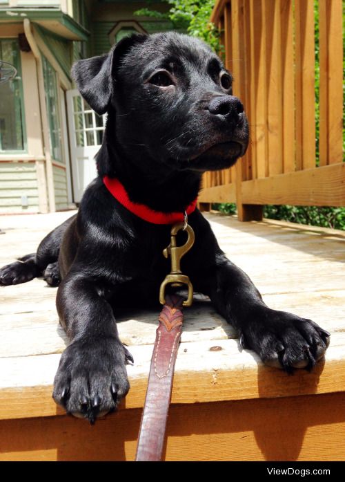 This is Otis!  He is a 3-month old lab/terrier/pit bull mix from…