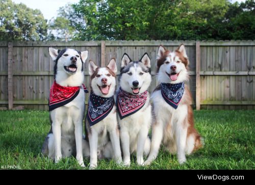 alipynckel:

Happy 4th of July from my pack to yours!