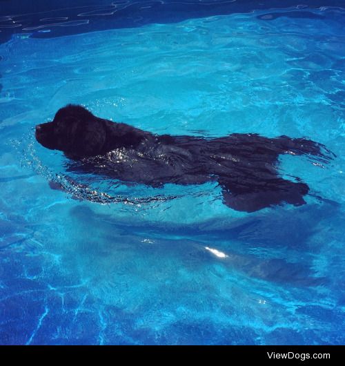 For his 10th birthday, Ripley the Newfoundland had a pool party.