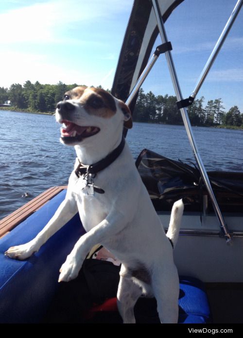 My handsome Jack Russell. Riley loves going boating and is all…