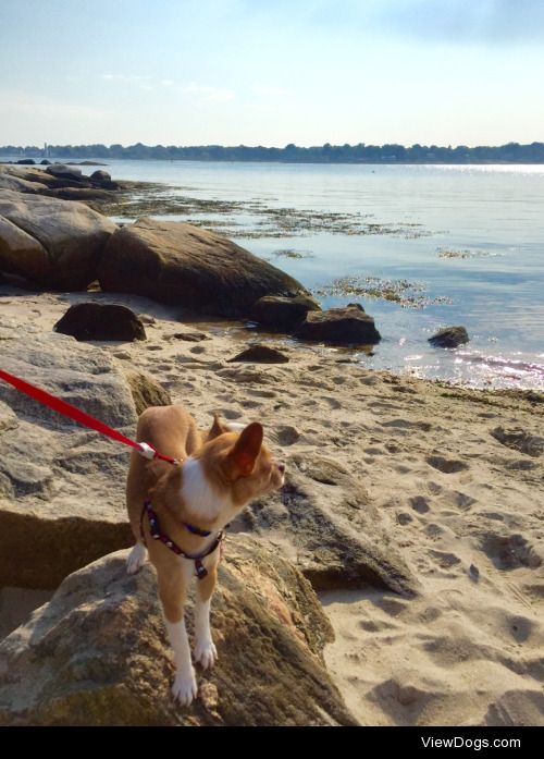my chihuahua, tamale jones, climbing rocks by the sea while on…