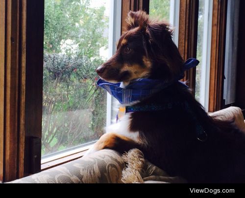 My Toy Australian Shepherd, Hugh