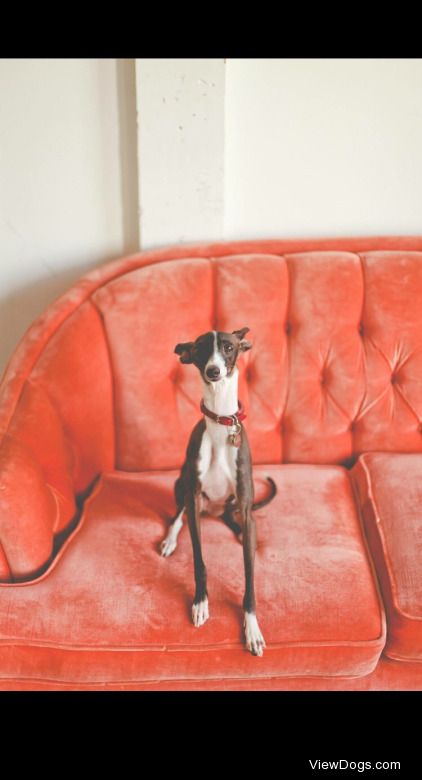 Roger the Italian Greyhound photo by Lizzie Love Photography
