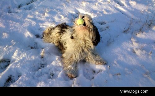 Polish lowland sheepdog Ofi playing with her favorite toy.