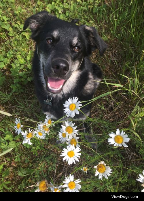 This is Gus! He’s a 6 month old mutt, rescued from…