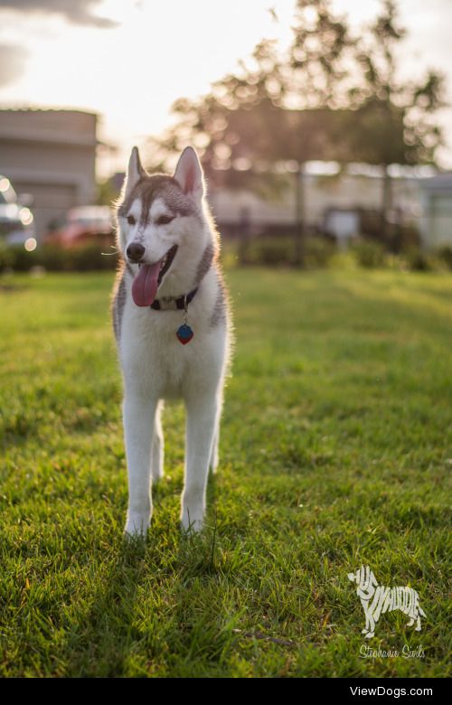 huskyhuddle:

Sun Drunk Shepherds and Sibes Master Post for…