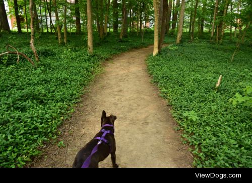 achoirofcritters:

Evie walking around the Arboretum, one of our…