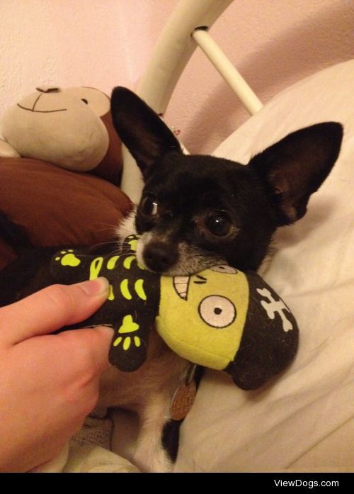 Here’s my sister’s  chihuahua Chloe with her…