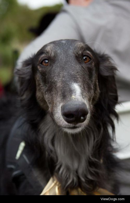 bandizoi:

Bandit got to be in a very special wedding ceremony…