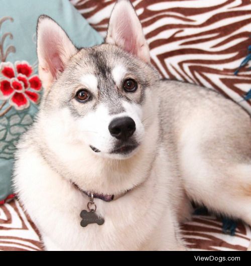 My babies River (left) and Shiro (right) Siberian husky and…